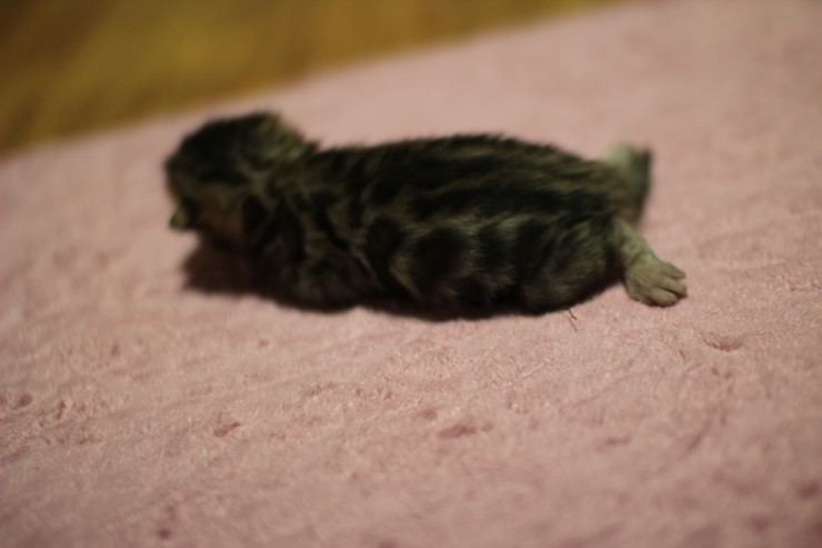 뱅갈고양이 꼬물이 여아들~ 관련 이미지 7