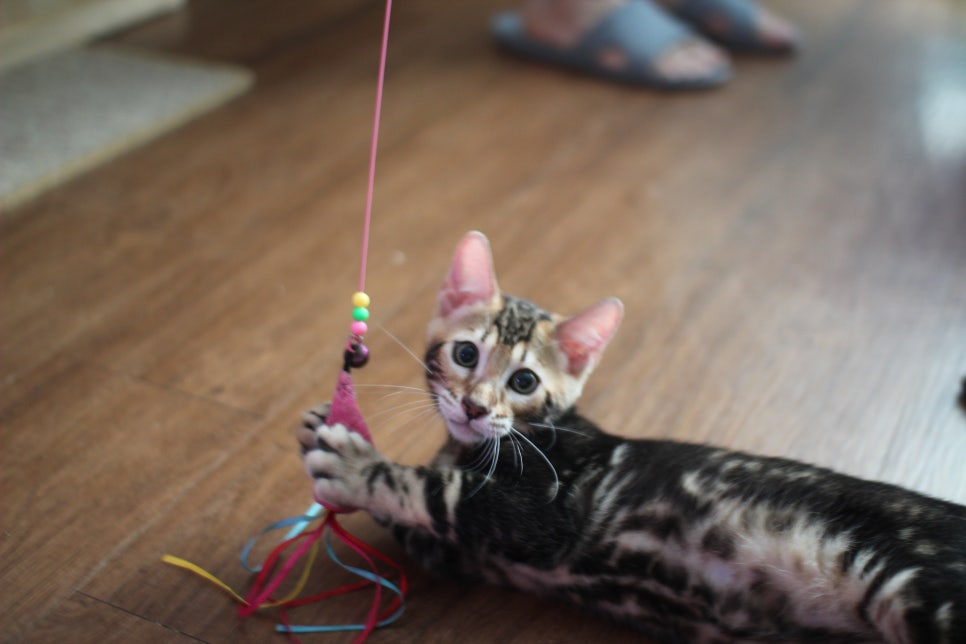 완전 개냥이 덩치 좋은 마블 뱅갈고양이 남아 분양합니다~ 관련 이미지 1