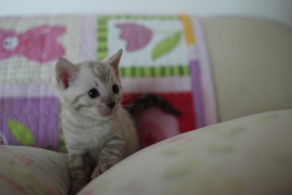 앙증,깜찍 스노우 뱅갈고양이 꼬맹이들~~ 관련 이미지 11