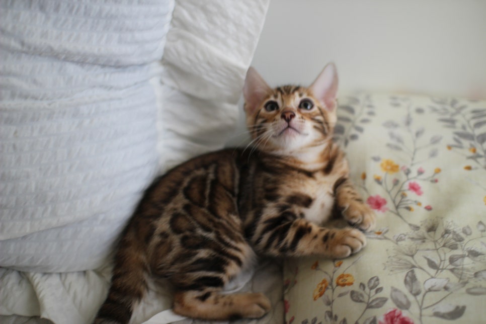 애교만점 개냥이 뱅갈고양이 남아 순둥군 분양해요~ 관련 이미지 4