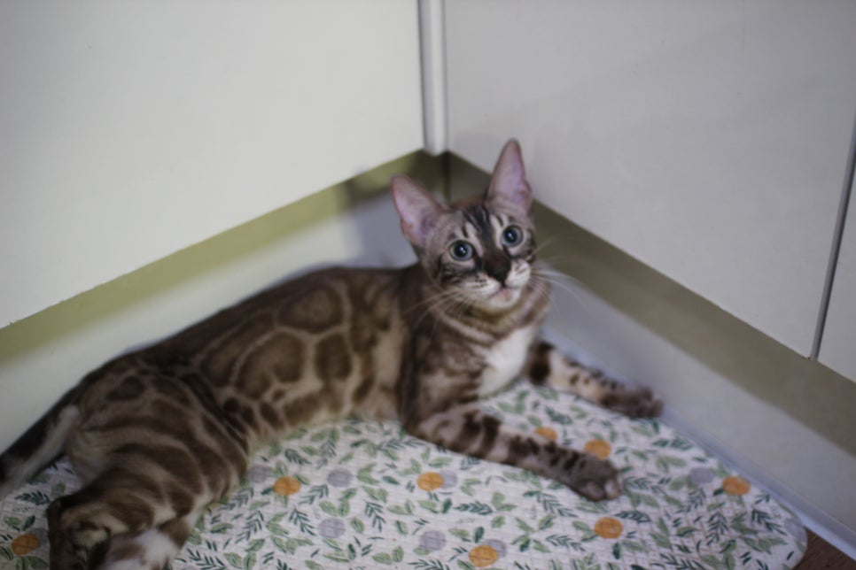 뱅갈고양이 키퍼 아이들 건강히 잘크고 있어요~ 관련 이미지 1