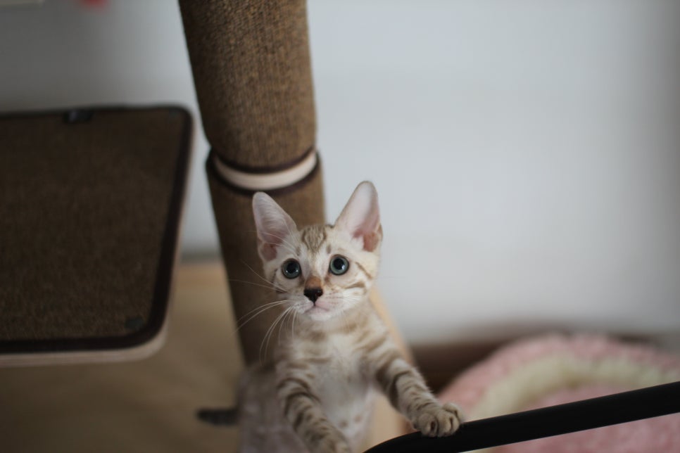 요정같이 생긴 실밍크뱅갈고양이 여아 분양해요~ 관련 이미지 2