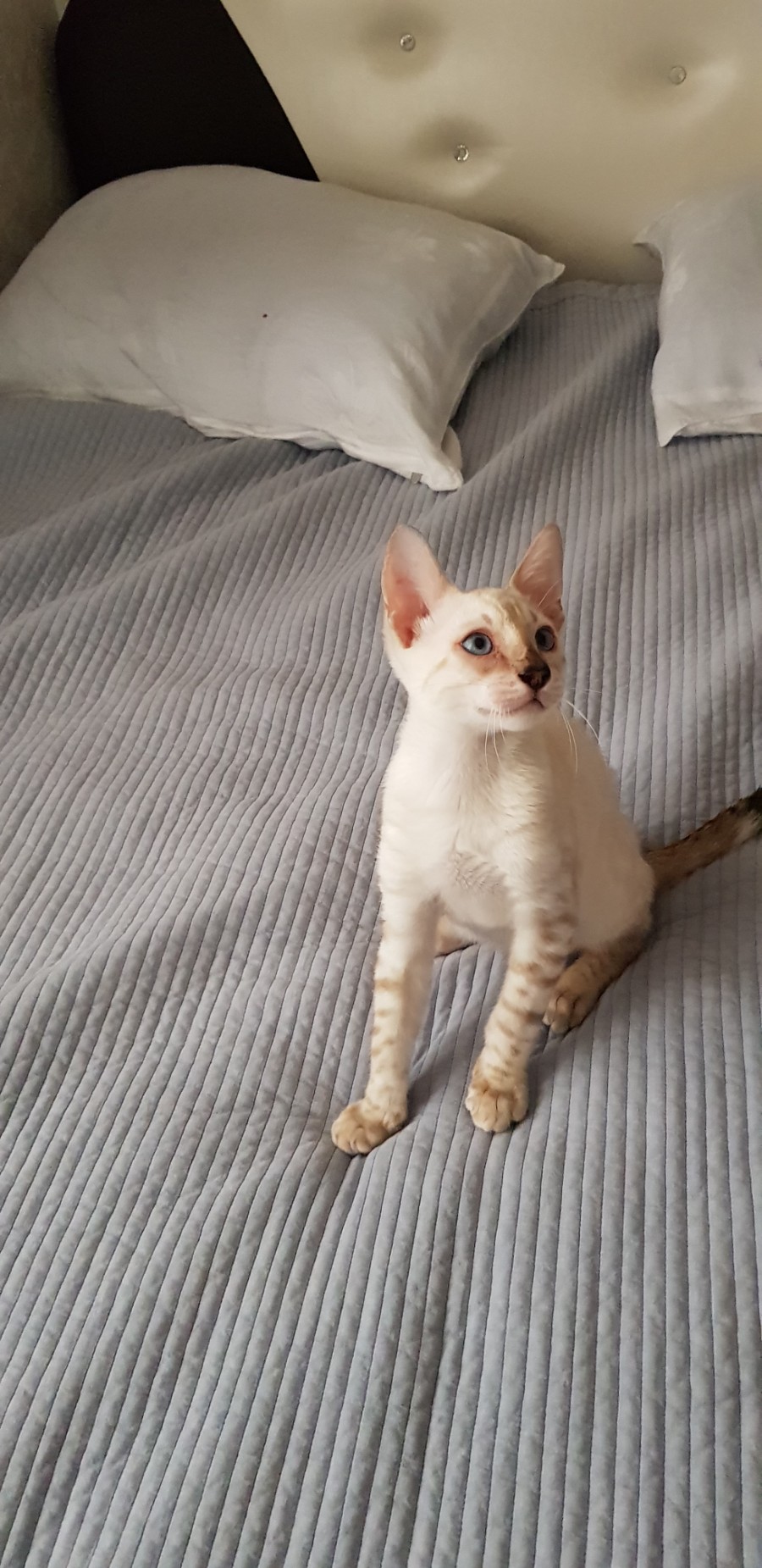 스노우뱅갈고양이 개냥이 남아 노는 모습 😁 관련 이미지 5