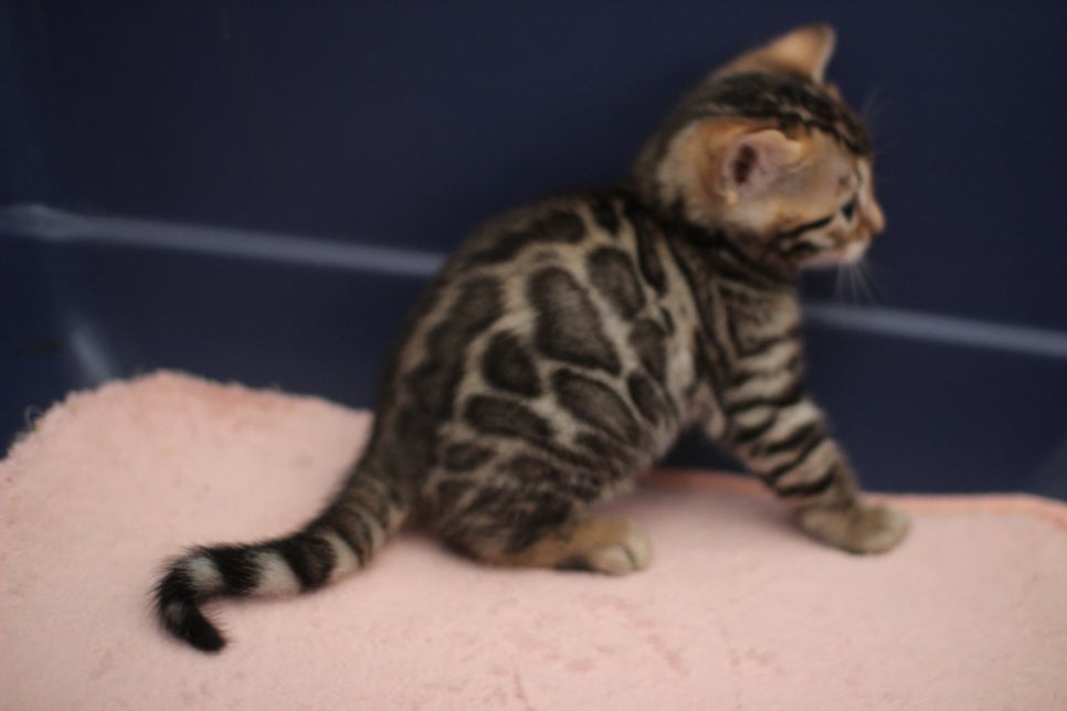 브라운 뱅갈고양이 꼬맹이 겁 작뜩~ 관련 이미지 5