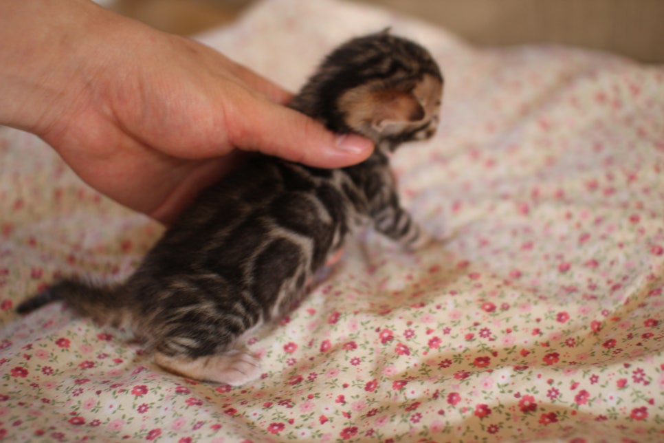 브라운뱅갈고양이 여아 분양해요~ 관련 이미지 3