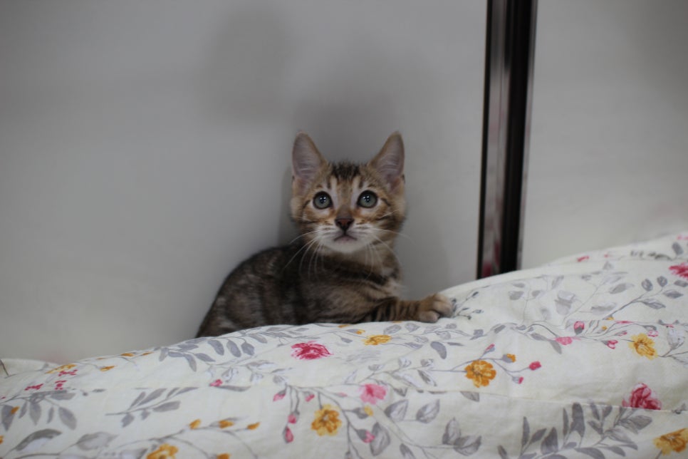 포동포동 개냥이 뱅갈고양이 분양해요~ 관련 이미지 6