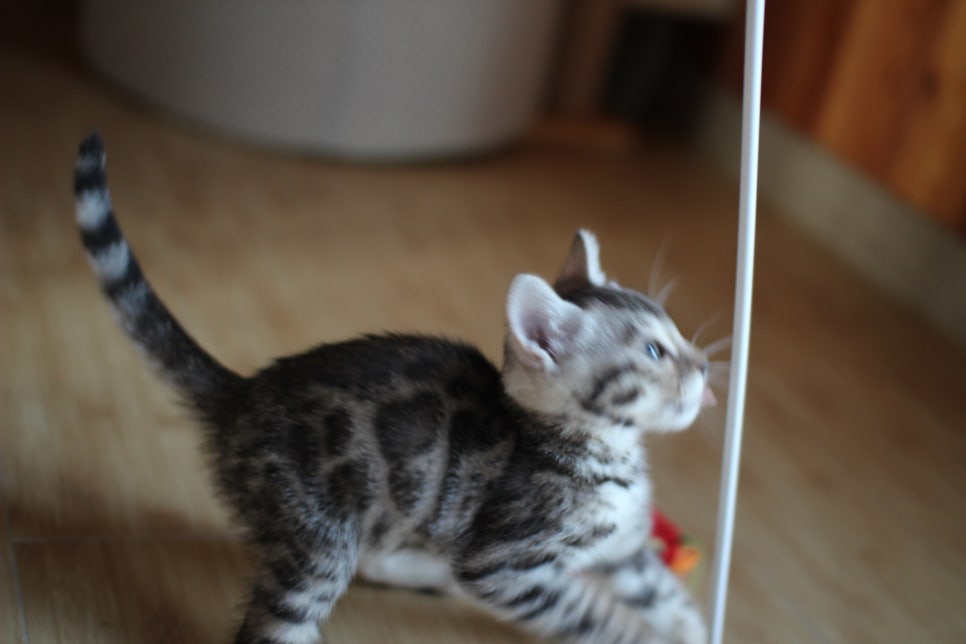 성격좋은 개냥이 뱅갈고양이를 찾으세요? 관련 이미지 12