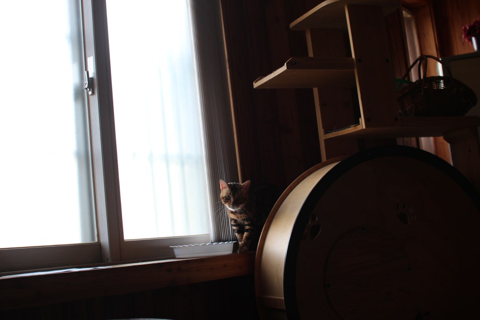 뱅갈고양이 블랙홀 강아지야 고양이야? ^^ 관련 이미지 7