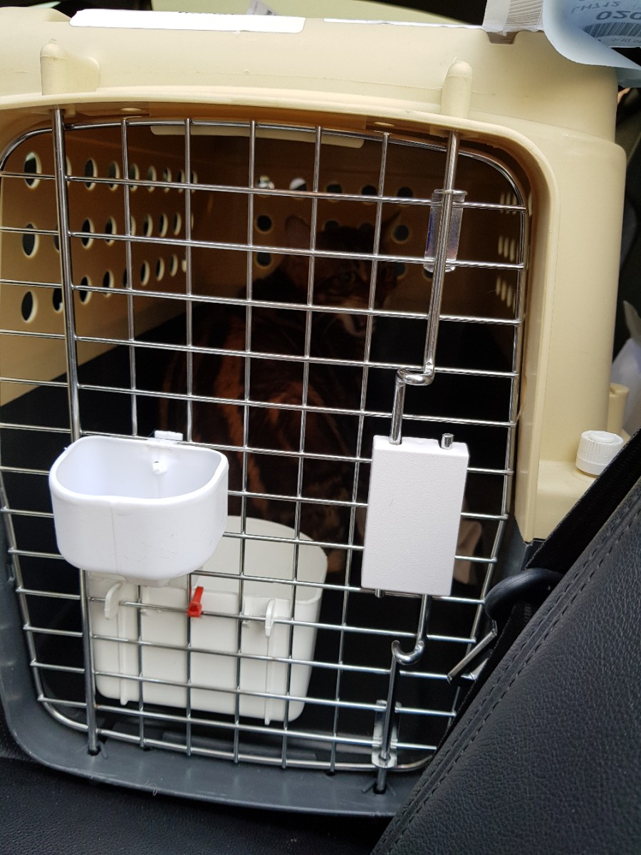 브라운 뱅갈고양이 남아 입국 했어요 관련 이미지 1