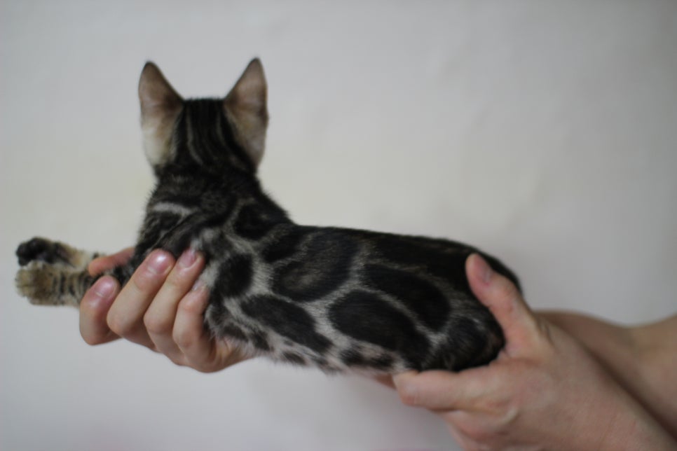 뱅갈고양이 브라운 보이 입니다~ 관련 이미지 2