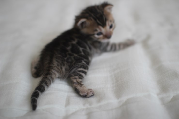 뱅갈고양이 남매 오늘 모습 입니다~ 관련 이미지 10