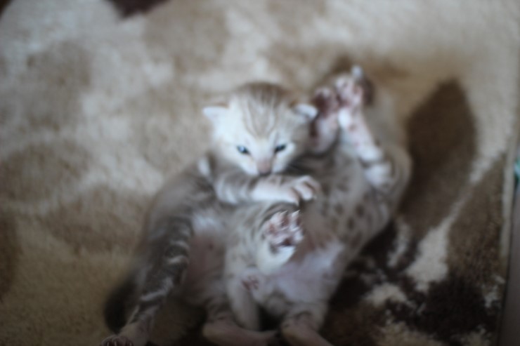 스노우 뱅갈고양이 밍크걸 보시고 가세요^^ 관련 이미지 25