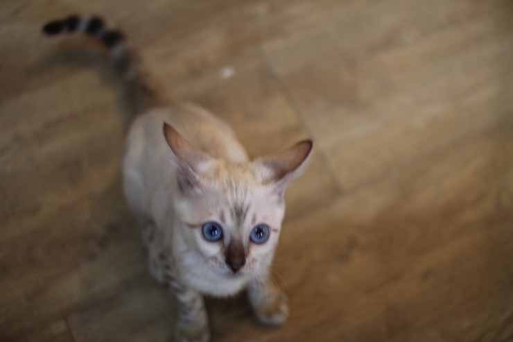 뱅갈고양이,뱅갈고양이분양,식탐쟁이 스노우뱅갈고양이 초아~~~ 관련 이미지 2