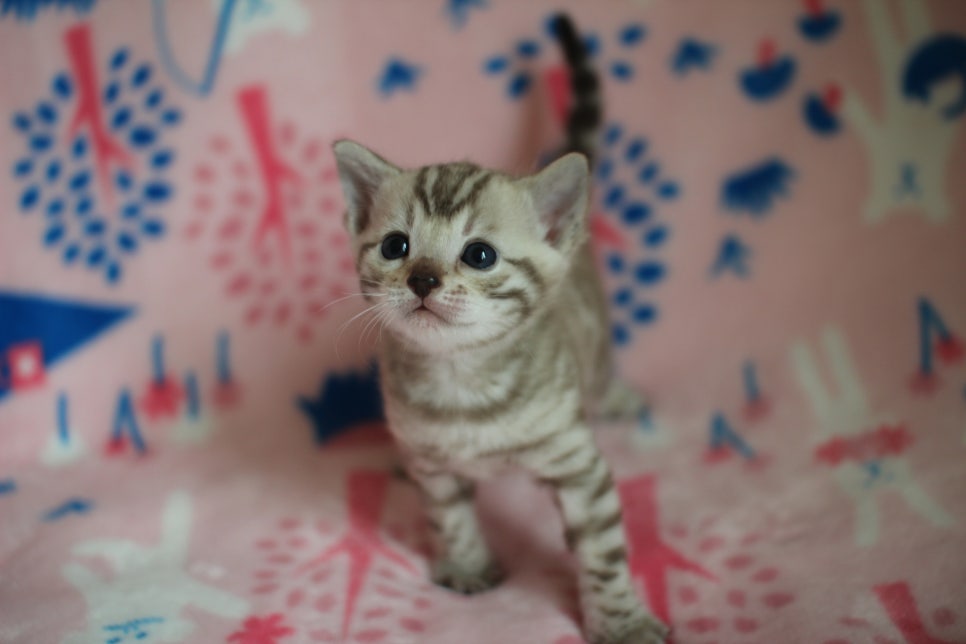 스노우뱅갈고양이 분양은 소유가 최고지! 관련 이미지 5