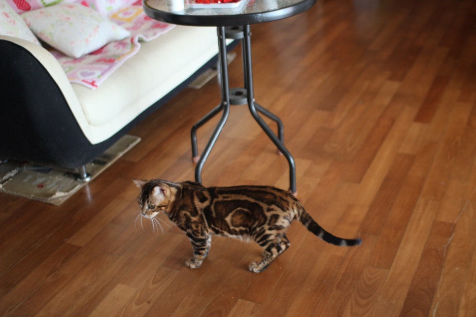 소유뱅갈캐터리 새로운 종묘가 될 남아 입니다~ 관련 이미지 17