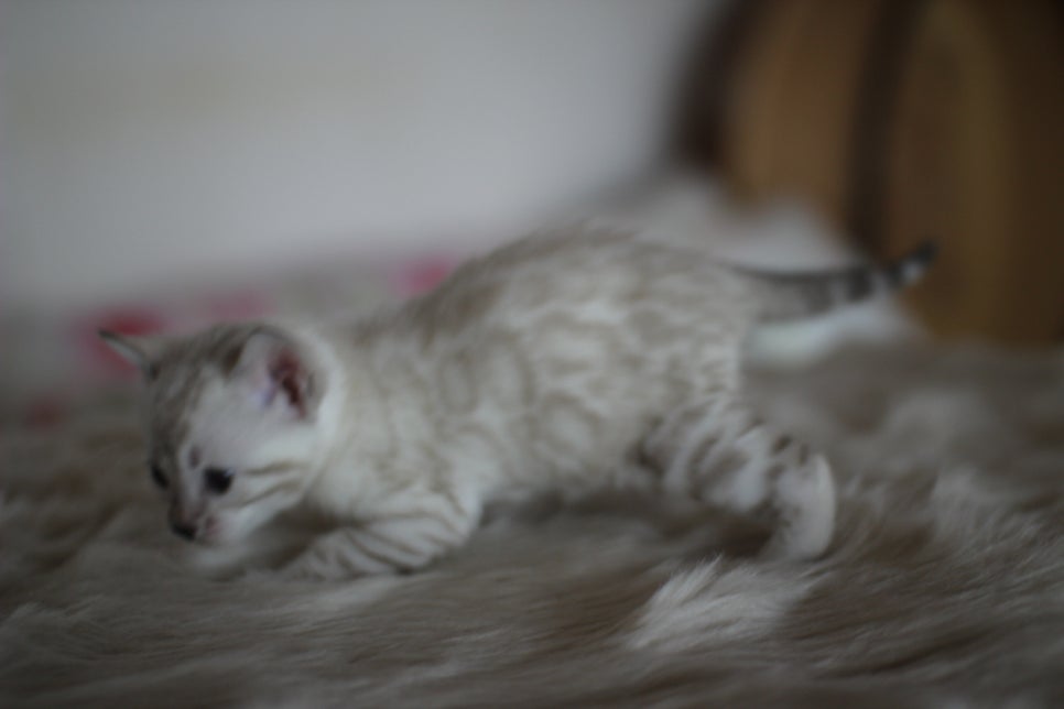 뱅갈고양이분양 멋진 빅로젯 아이들~ 관련 이미지 9