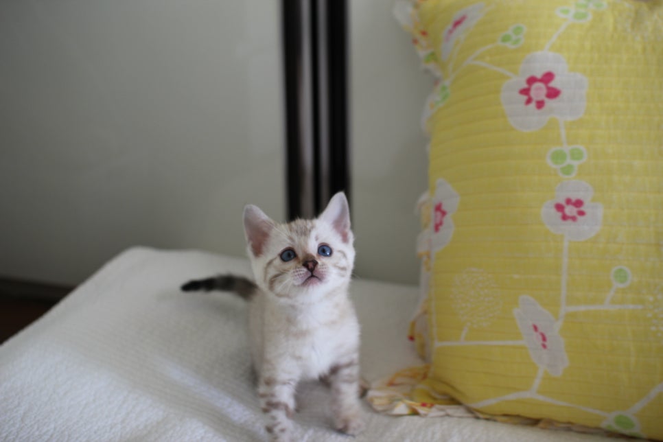 스노우뱅갈고양이 삼총사 분양해요~ 관련 이미지 10