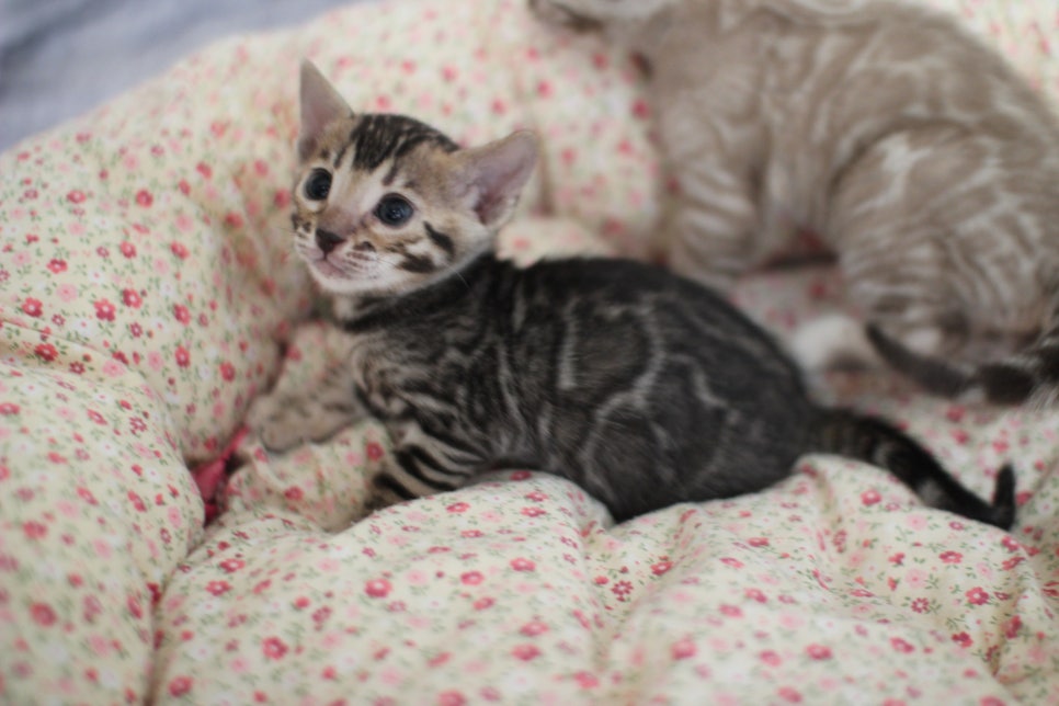 브라운,스노우뱅갈고양이 꼬맹이들 분양합니다~ 관련 이미지 5