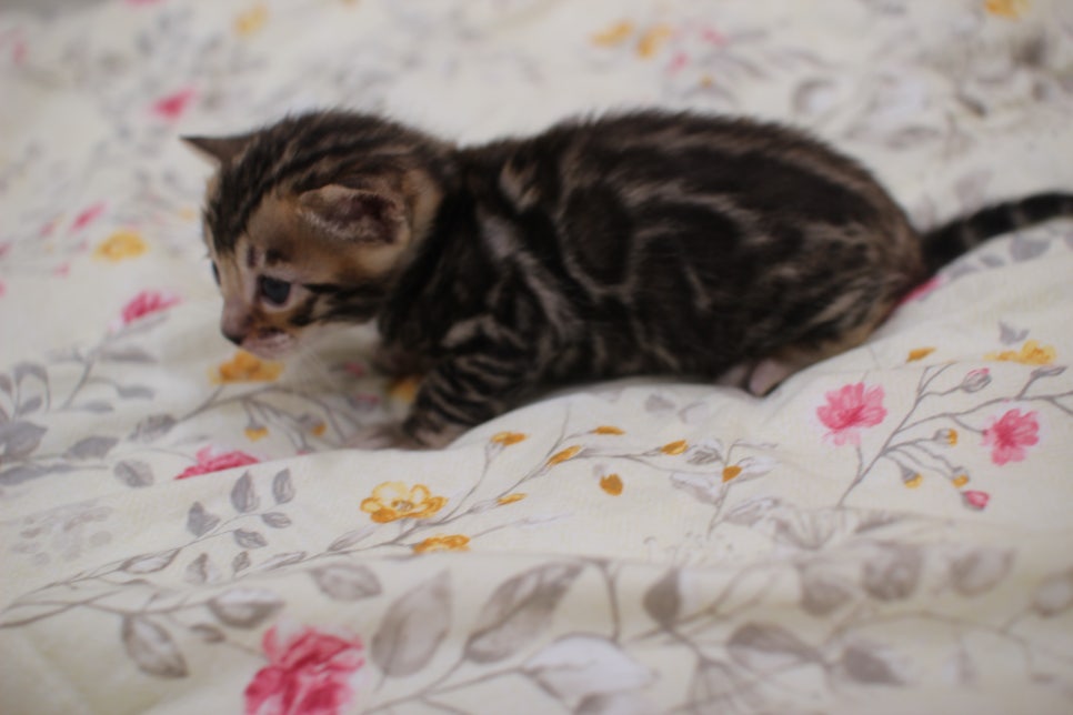 빅로젯이 멋진 미남 뱅갈고양이 남아 분양해요~ 관련 이미지 5