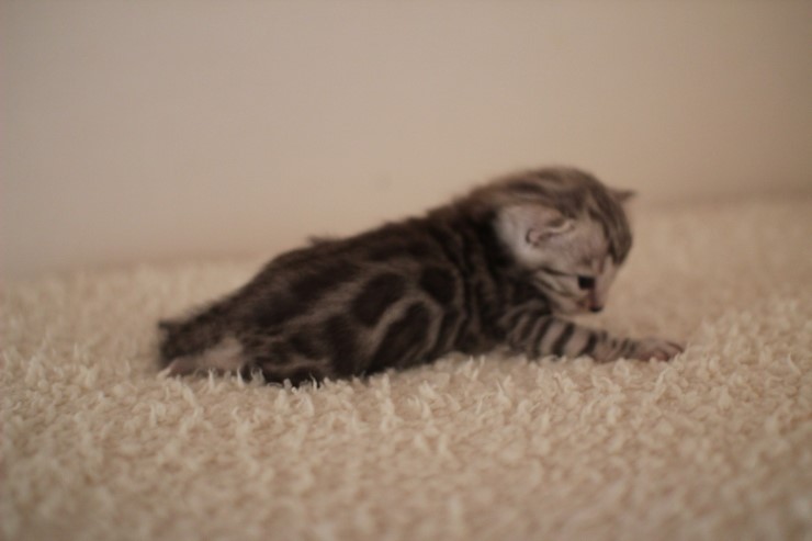 실버 남아예요~ 관련 이미지 2