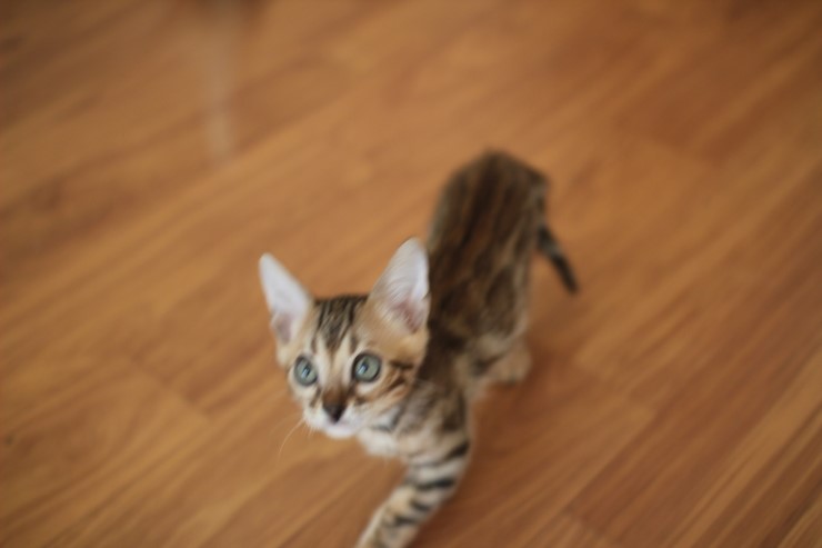 뱅갈고양이 분양 완전히 빠졌네 빠졌어~ 관련 이미지 34