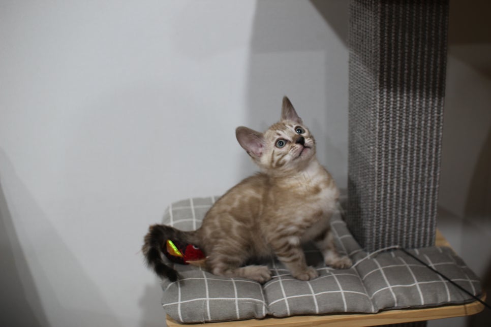 실밍크뱅갈고양이 분양중인 남아예요~ 관련 이미지 2