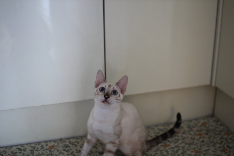 스노우뱅갈고양이 여아 구름이 분양해요~ 관련 이미지 1