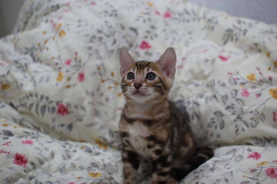 순종적인 성격에 브라운 뱅갈고양이 남아 분양해요~ 관련 이미지 1