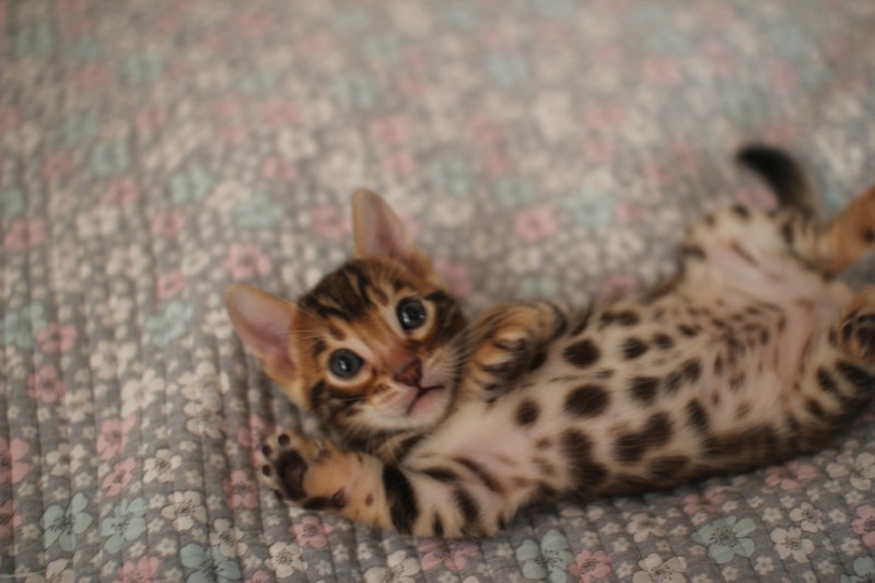 뱅갈고양이분양 초미묘들 등장이요 관련 이미지 3