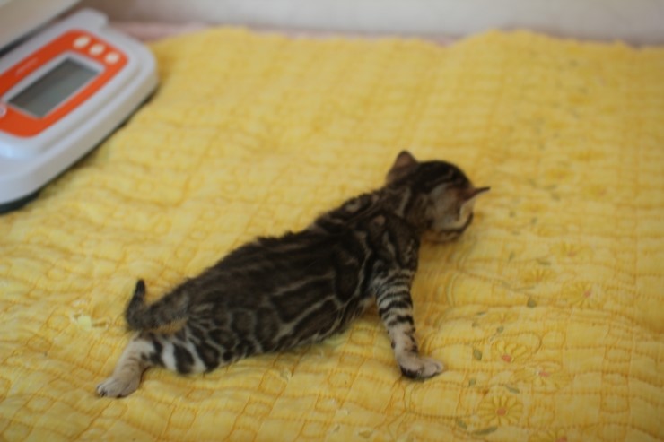 뱅갈고양이 꼬맹이 예약된 여아~ 관련 이미지 3