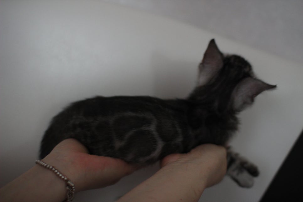 실버뱅갈고양이 남아 입니다..요청 하신분 보세요... 관련 이미지 6