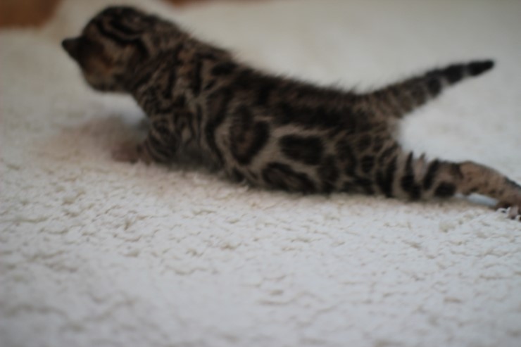 브라운 뱅갈고양이 여아예요~ 관련 이미지 10