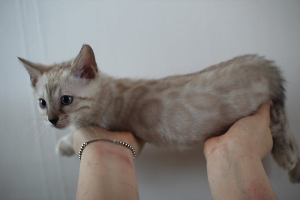 빅로젯 실밍크 뱅갈고양이 남아예요 관련 이미지 6