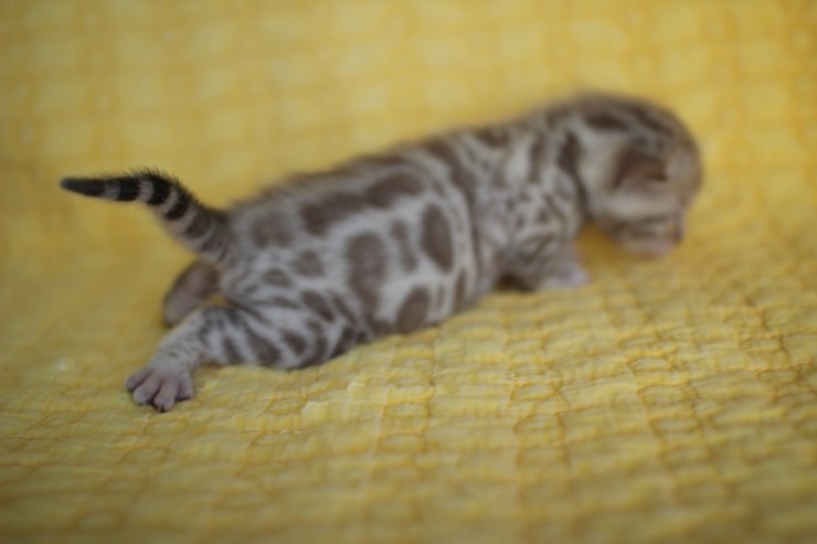 실밍크 스노우뱅갈고양이 분양 천사냥이 4남매 관련 이미지 19