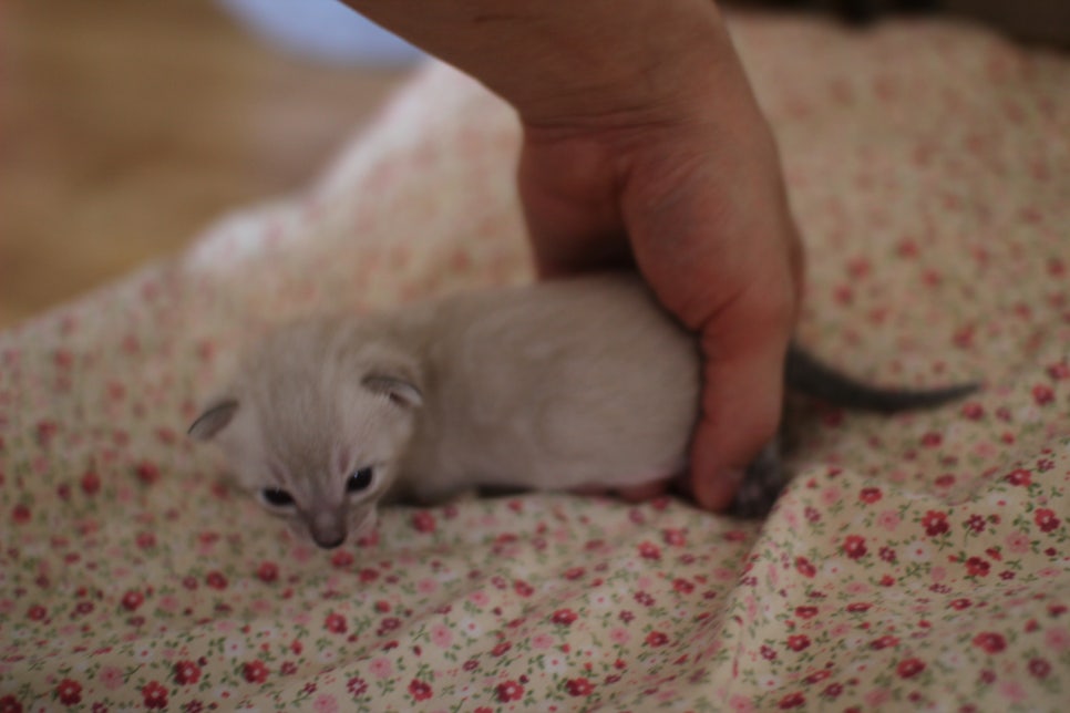 링스차콜 뱅갈고양이 남아 분양합니다~ 관련 이미지 4