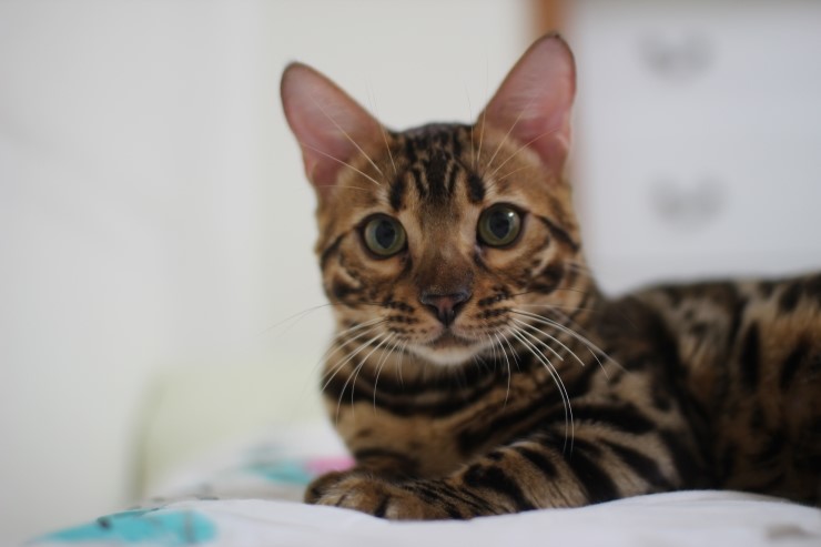 뱅갈고양이,뱅갈고양이 분양.아이들 오늘은 안방에서 놀아요~~~ 관련 이미지 1