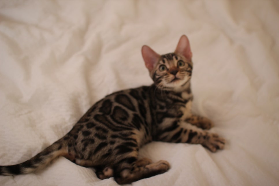 이런 개냥이 뱅갈고양이 보셨나요? 관련 이미지 3