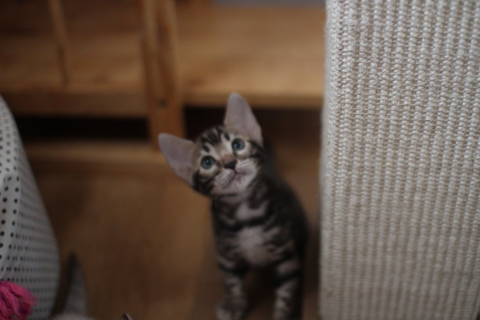 뱅갈고양이분양 요정 같나요? 관련 이미지 7