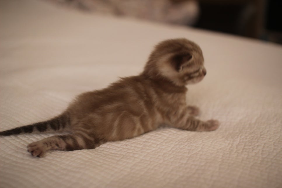 고퀄리티 스노우뱅갈고양이 아이들 분양합니다~ 관련 이미지 4