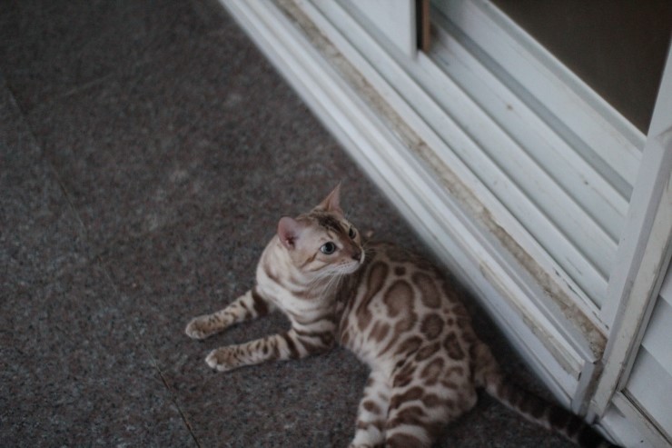 실밍크 뱅갈고양이 영웅이 잘 생겼네~ 관련 이미지 3