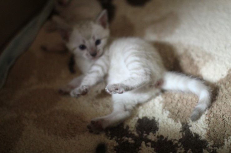 뱅갈고양이 꼬맹이들 많이 컸어요~ 관련 이미지 11