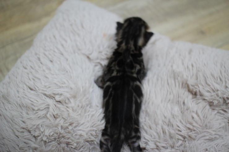 뱅갈고양이 키퍼걸~ 관련 이미지 9