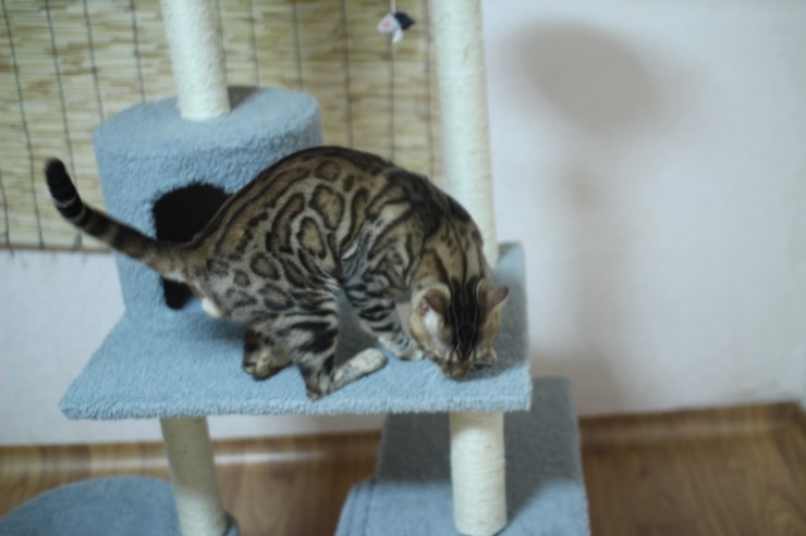 뱅갈고양이 장고 신났네요 ㅎㅎㅎ 관련 이미지 1