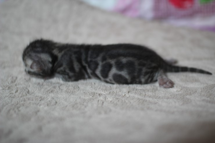 실버뱅갈고양이 꼬물이들 탄생 샤샤샷 관련 이미지 16