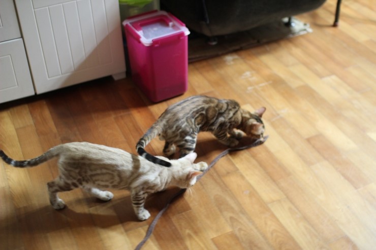 뱅갈고양이 까불이들 입니다~ 관련 이미지 7