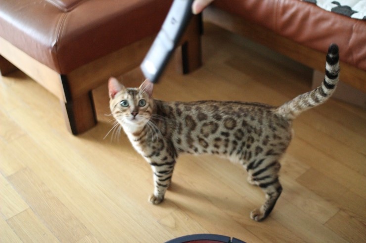 우리집 미남 레이~ 관련 이미지 5