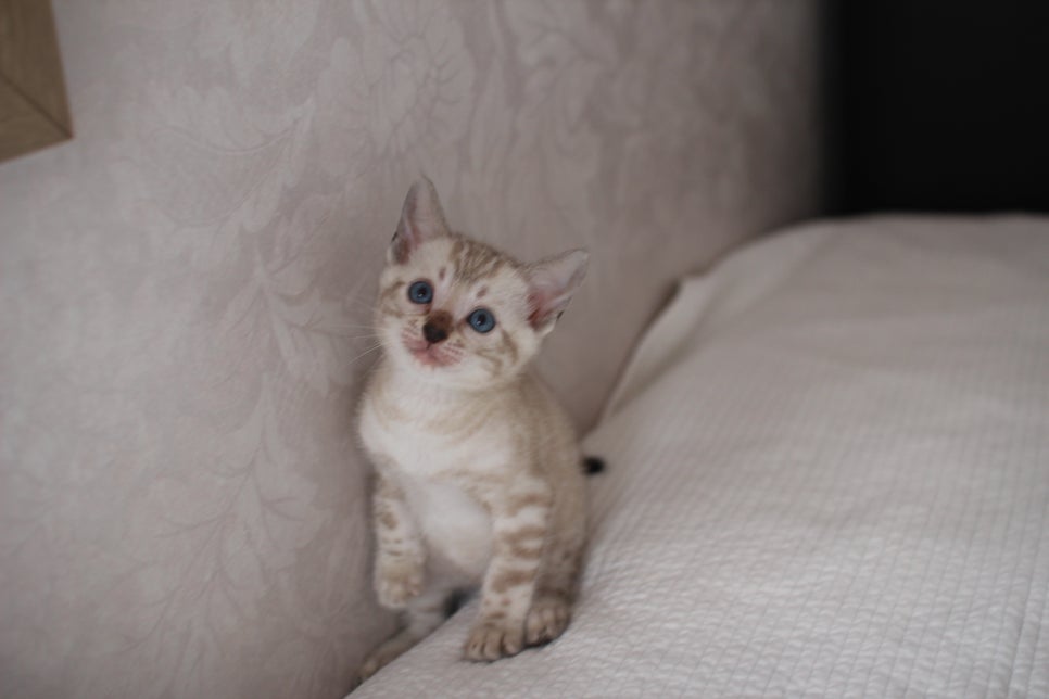 뱅갈고양이분양 고민하지 마세요! 관련 이미지 1