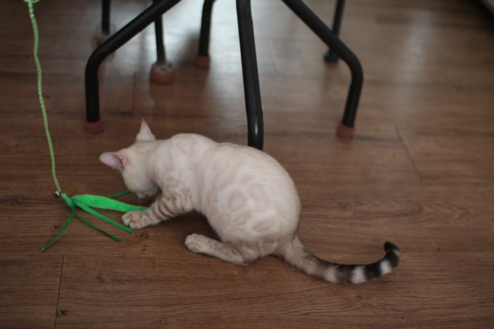 스노우뱅갈고양이 덩치 큰 여아예요~ 관련 이미지 14