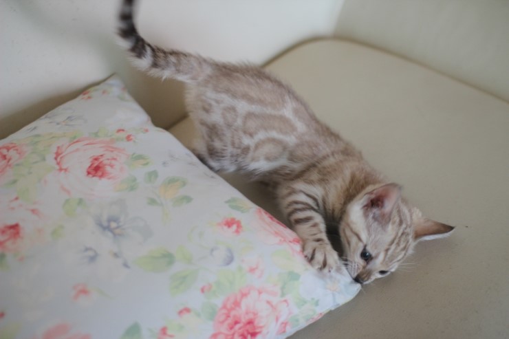 스노우 밍크 뱅갈고양이 남아예요~ 관련 이미지 3