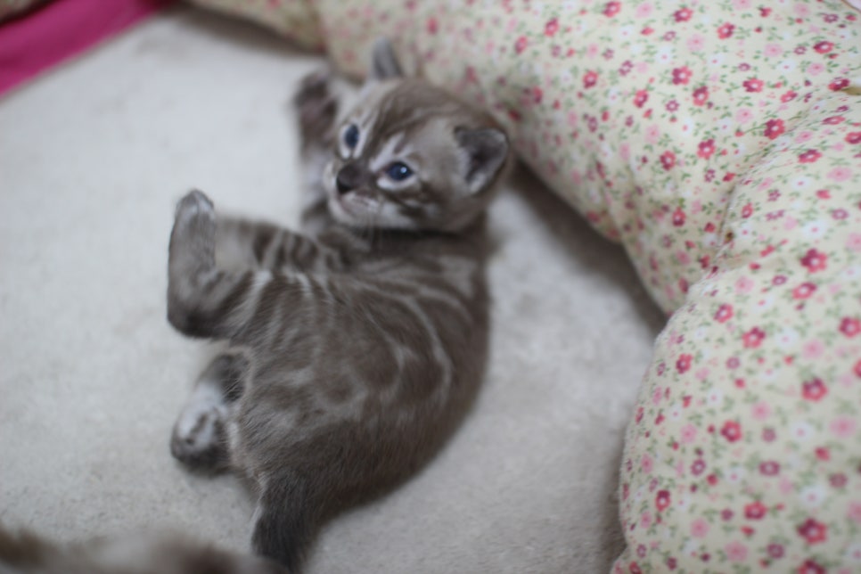 밍크차콜,밍크 뱅갈고양이 꼬맹이들 앙증맞은 모습~ 관련 이미지 11
